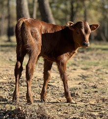 The Royal Baby Bull