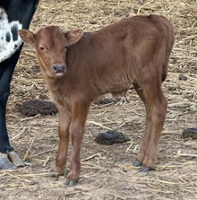 Not A Brownie Calf